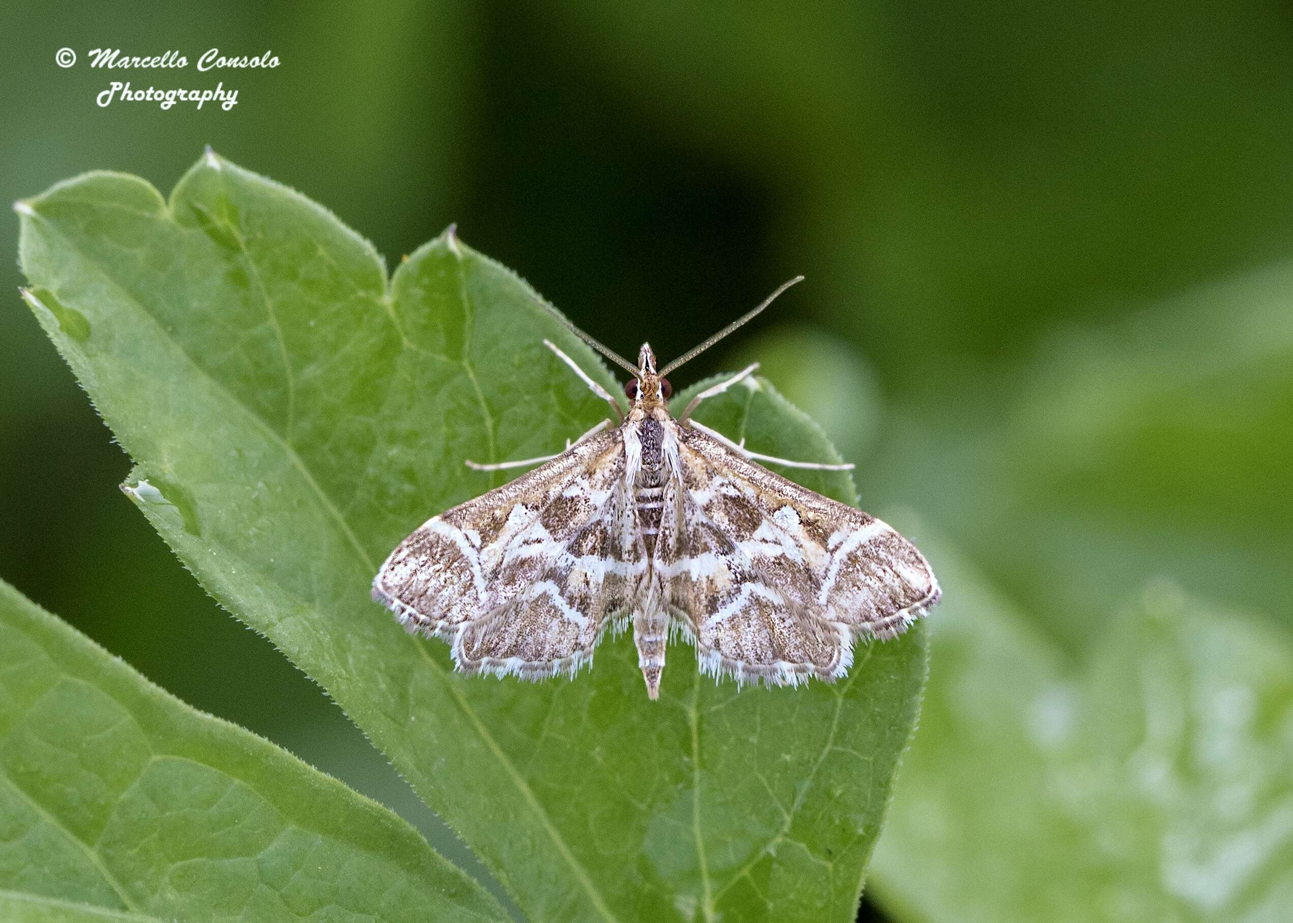 Слика од Diasemia reticularis Linnaeus 1761