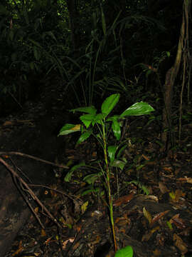 Image of Reinhardtia simplex (H. Wendl.) Burret