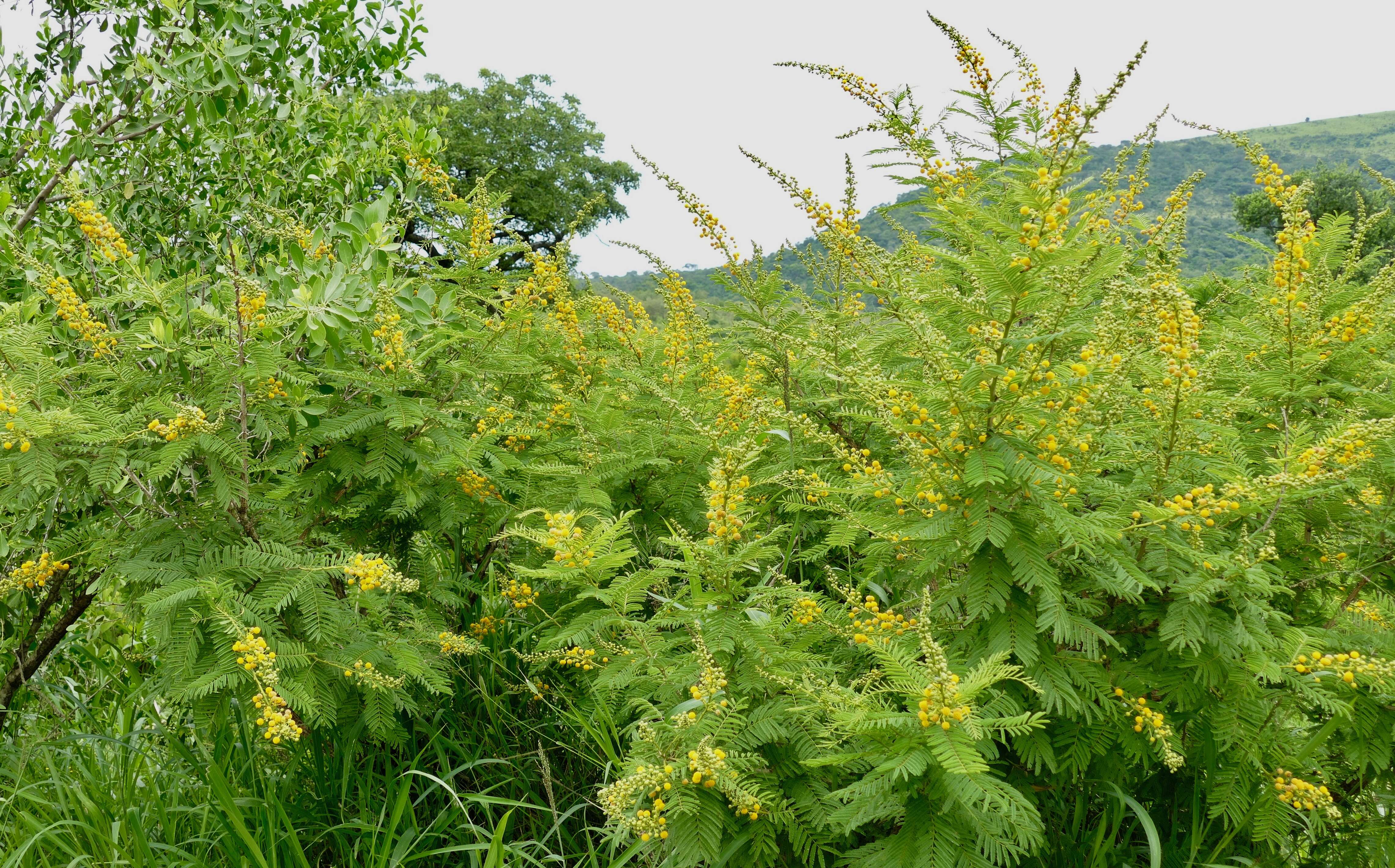 Vachellia nilotica subsp. kraussiana (Benth.) Kyal. & Boatwr. resmi