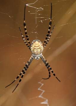 Image of Argiope