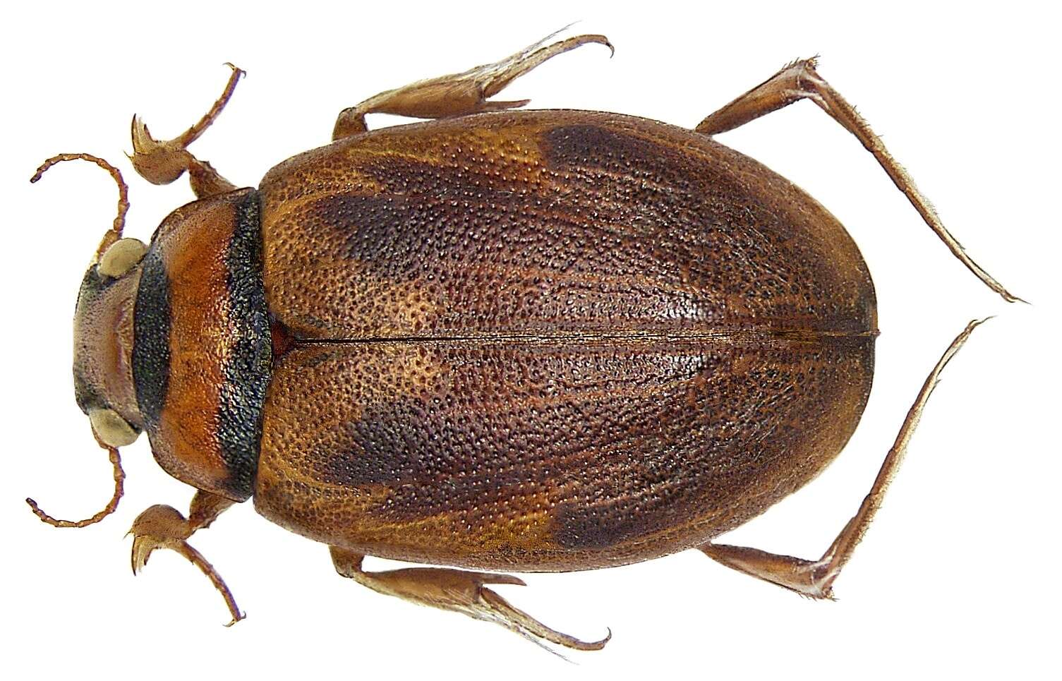 Image of squeak beetles