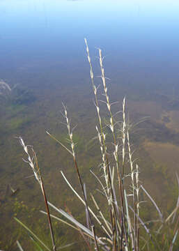 Image of wallaby grass