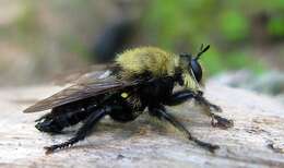 Image of Bee-like Robber Flies