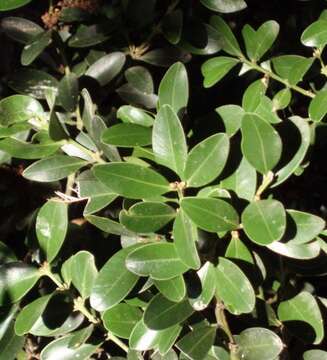 Image of Balearic boxwood