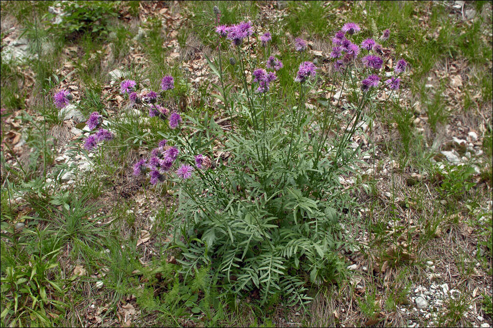 Image of greater knapweed