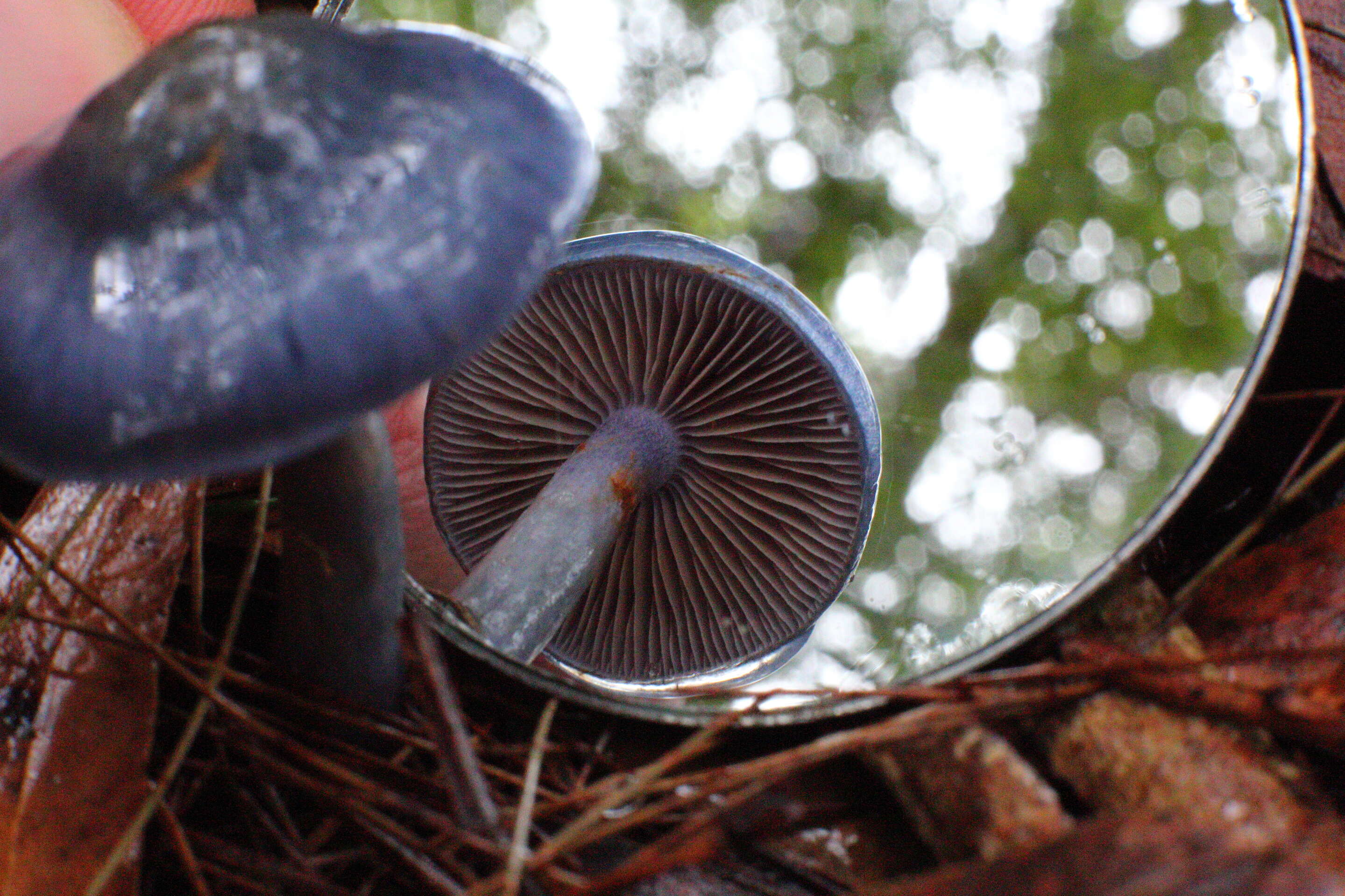 Image of Cortinarius rotundisporus Cleland & Cheel 1918