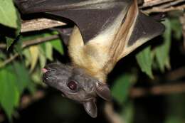 Image of bats