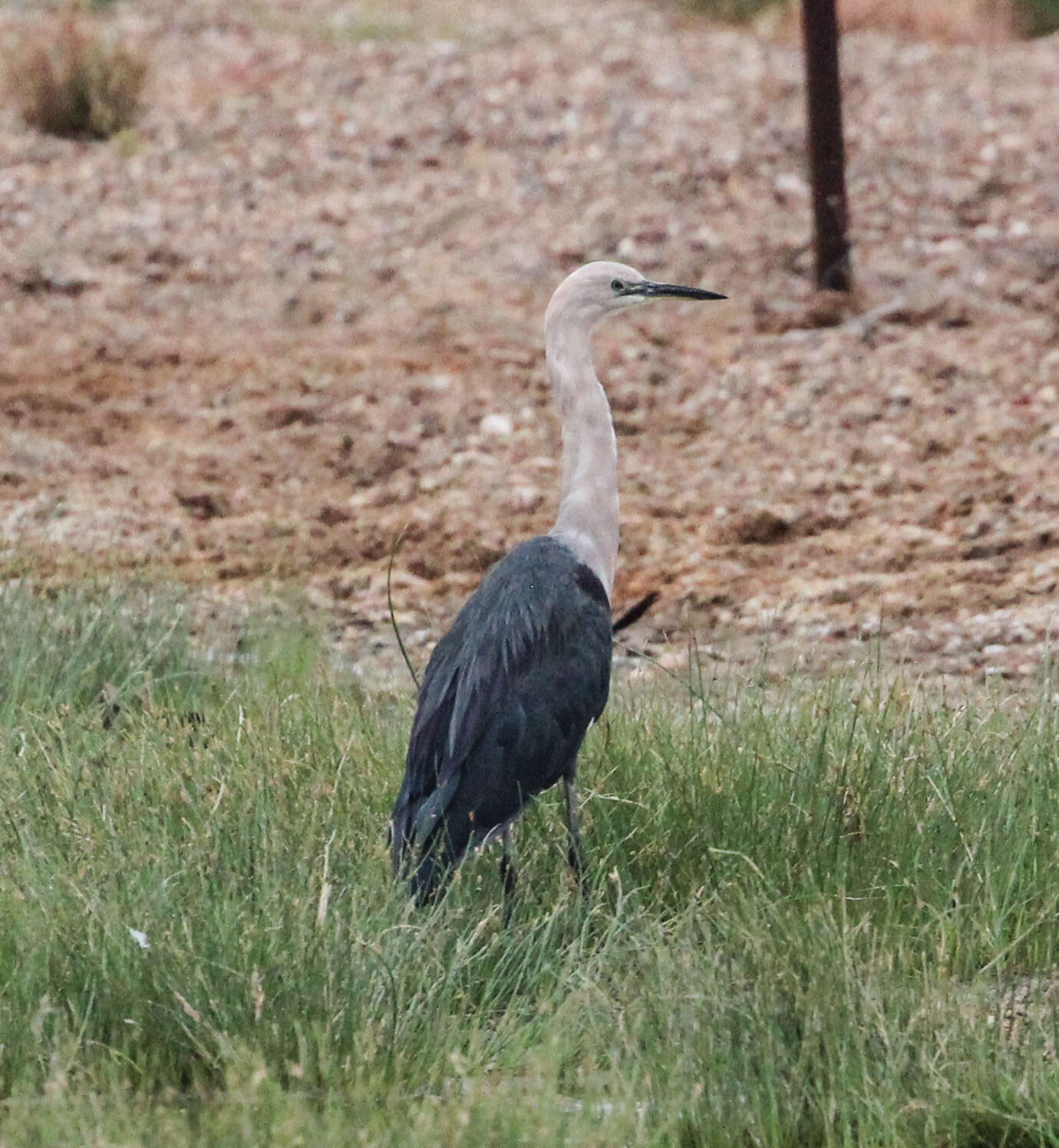 Image of Pacific Heron