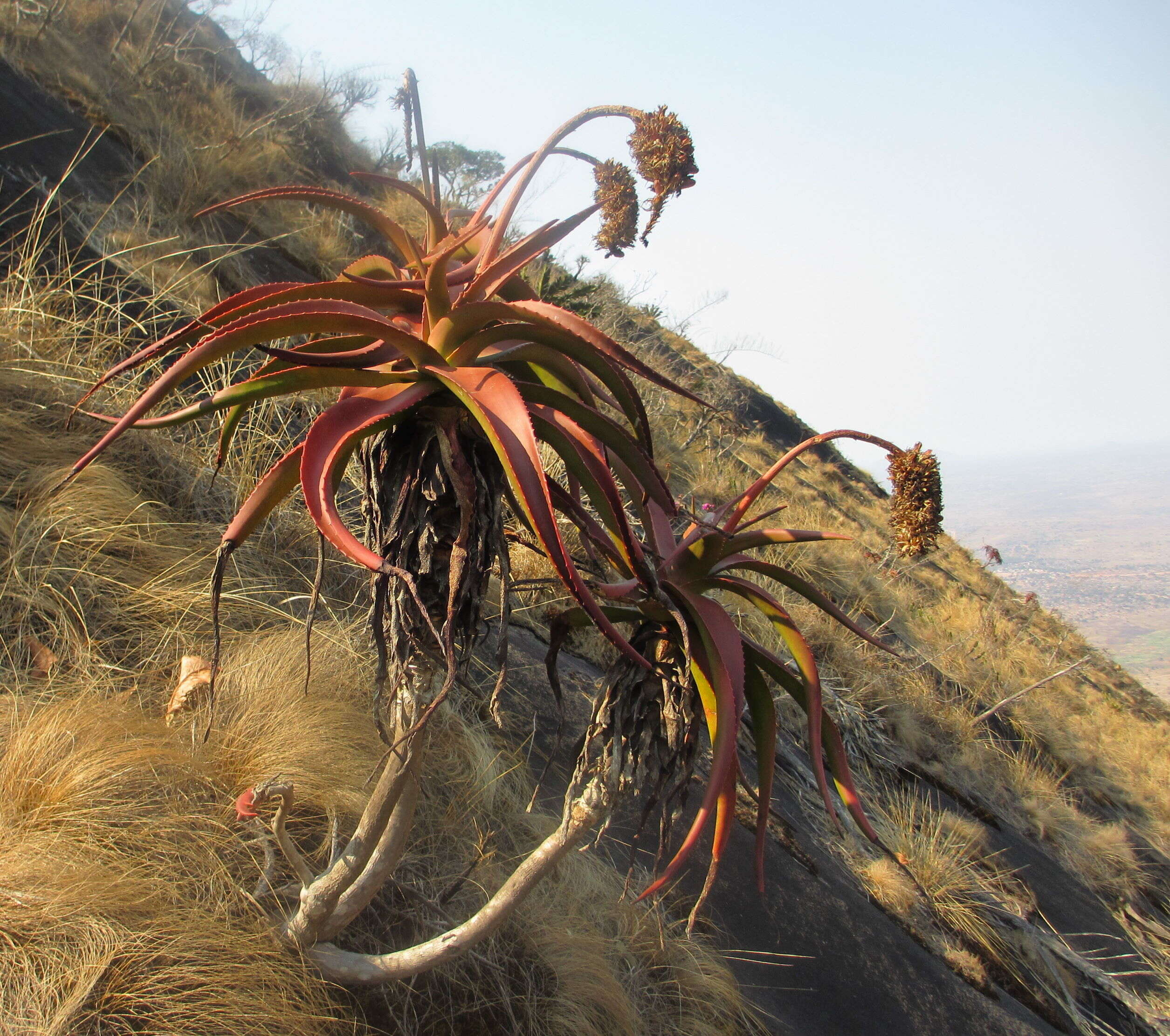 Aloe ribauensis T. A. McCoy, Rulkens & O. J. Baptista resmi