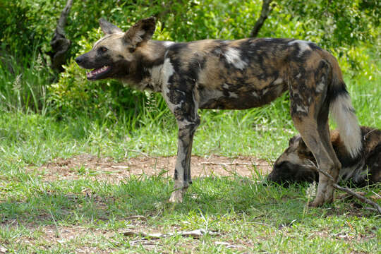 Image of African Hunting Dog