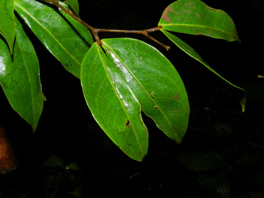 Image of Cynometra retusa Britton & Rose