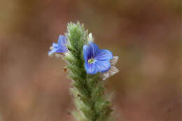 Neuracanthus tetragonostachyus Nees resmi