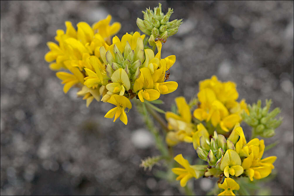 Image of Medick