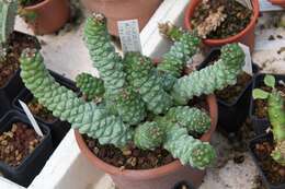 Sivun Euphorbia ritchiei (P. R. O. Bally) Bruyns kuva