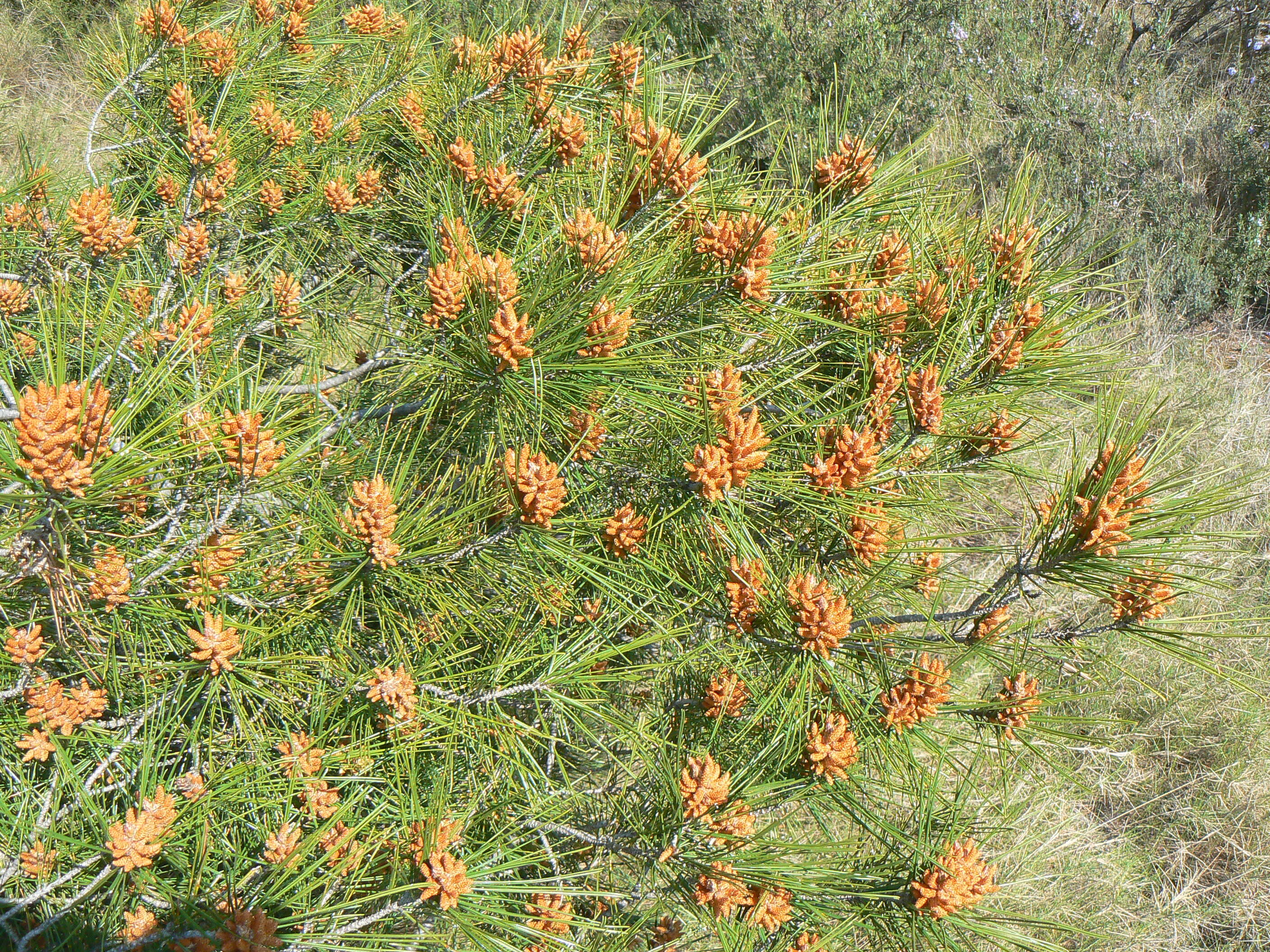 Image of Pine