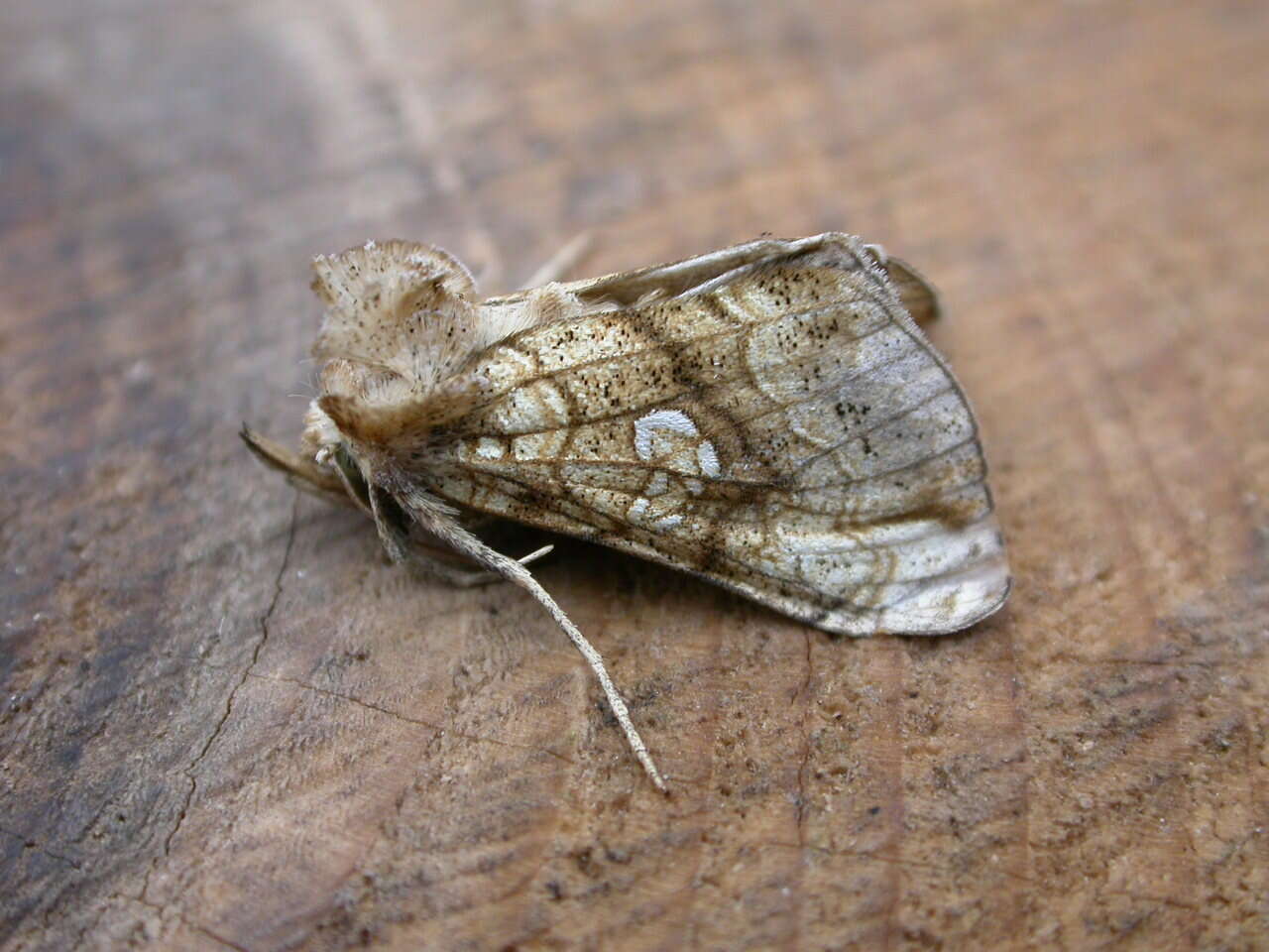 Polychrysia moneta Fabricius 1787的圖片