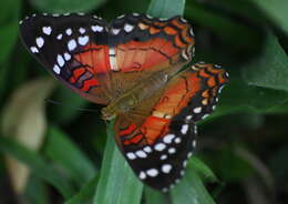 Image of Anartia amathea Linnaeus 1758