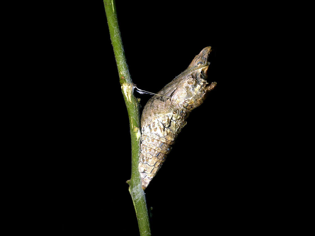 Image of Eastern Giant Swallowtail