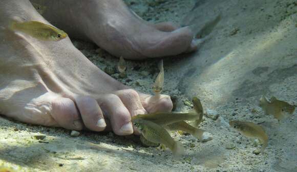 Image of Yucatan gambusia