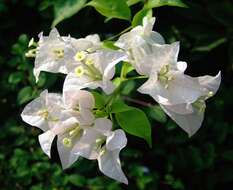 Image of bougainvillea