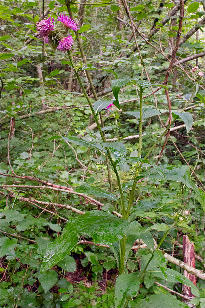 Image of plumeless thistle