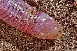 Image of North American worm lizards