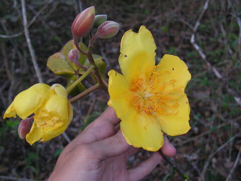 Imagem de Cochlospermum regium (Mart. & Schr.) Pilger