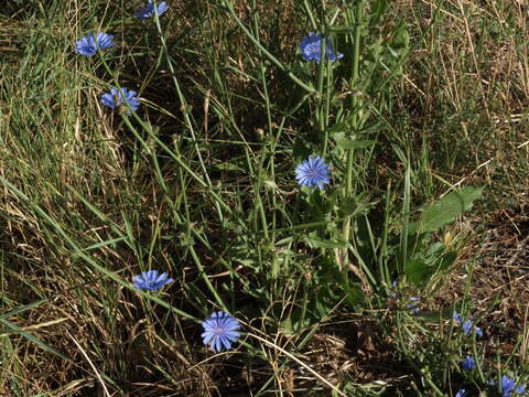 Image of chicory