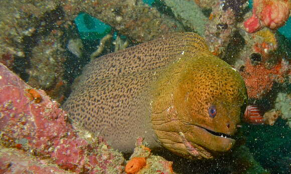 Image of Giant moray