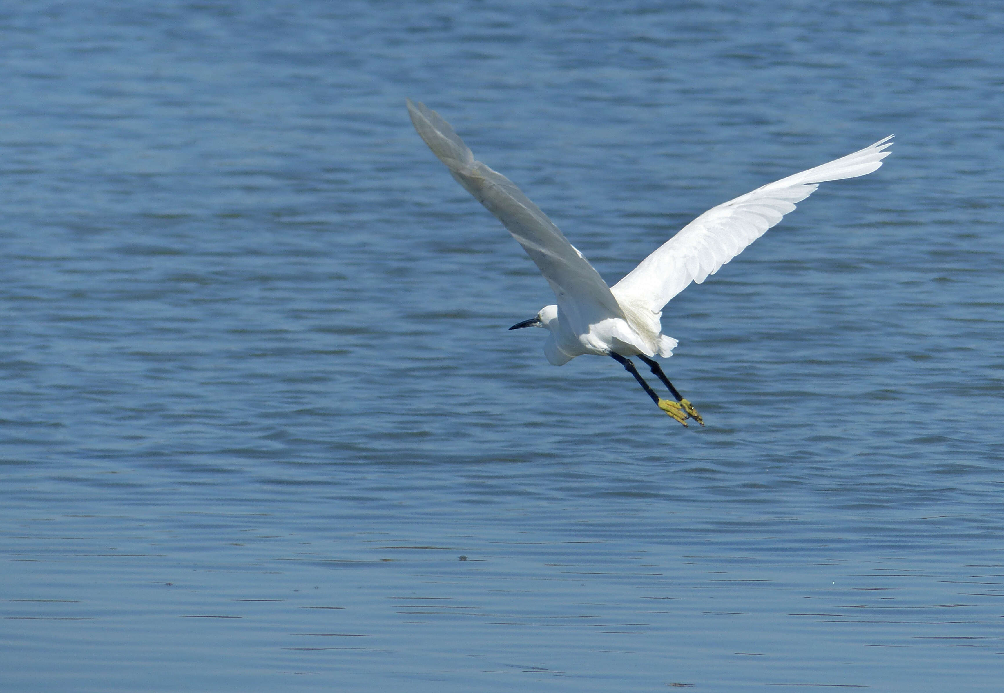 Image of Egretta Forster & T 1817