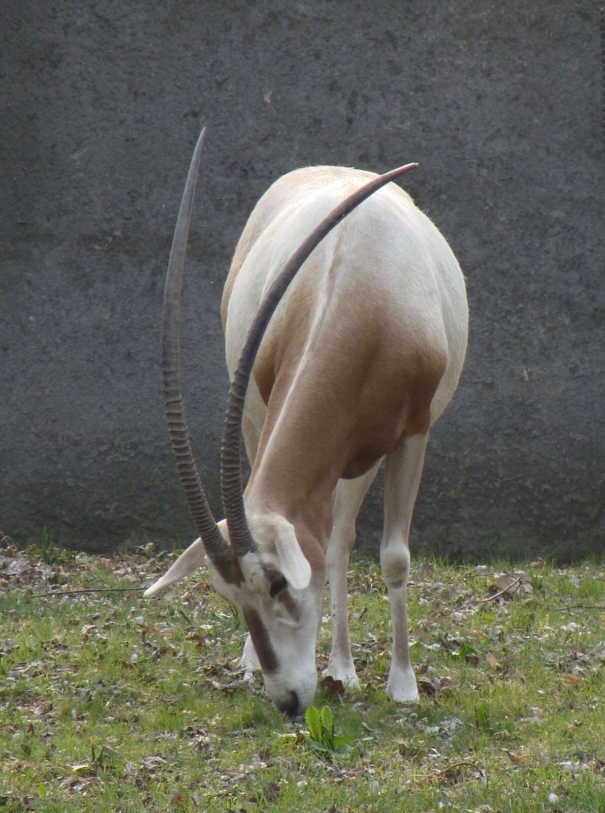 Image of Scimitar-horned Oryx