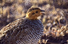 Image of Peliperdix Bonaparte 1856