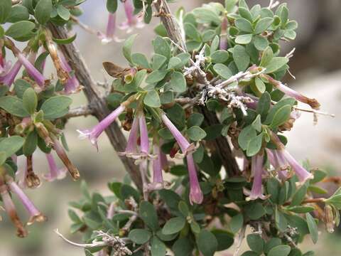 Image of desert snowberry