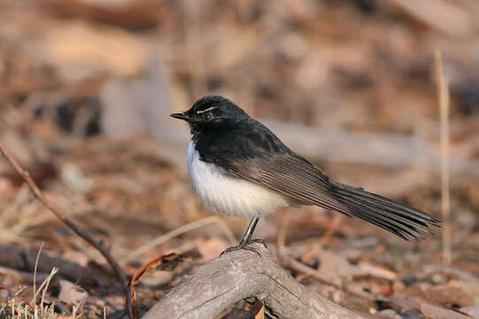 Image of Willie Wagtail