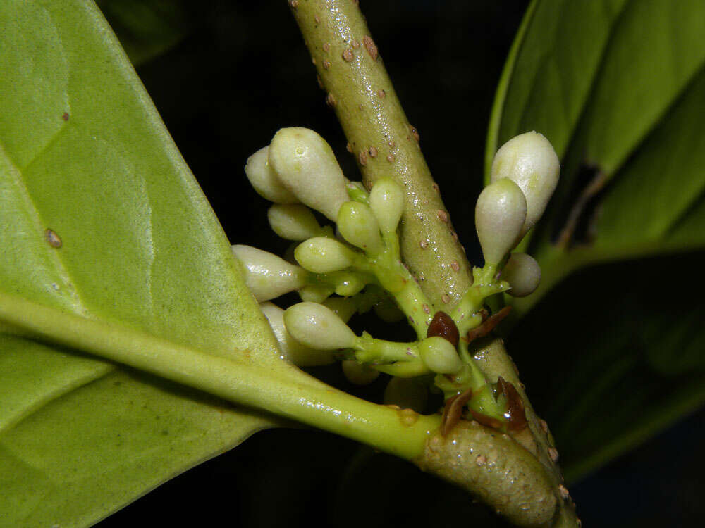 Image of Schlegelia parviflora (Oerst.) Monach.