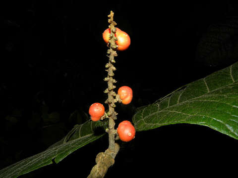 Image of Bunchosia macrophylla Rose ex Pittier