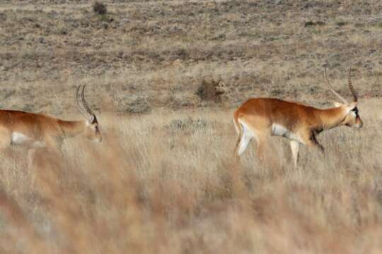 Image de Cobe Lechwe