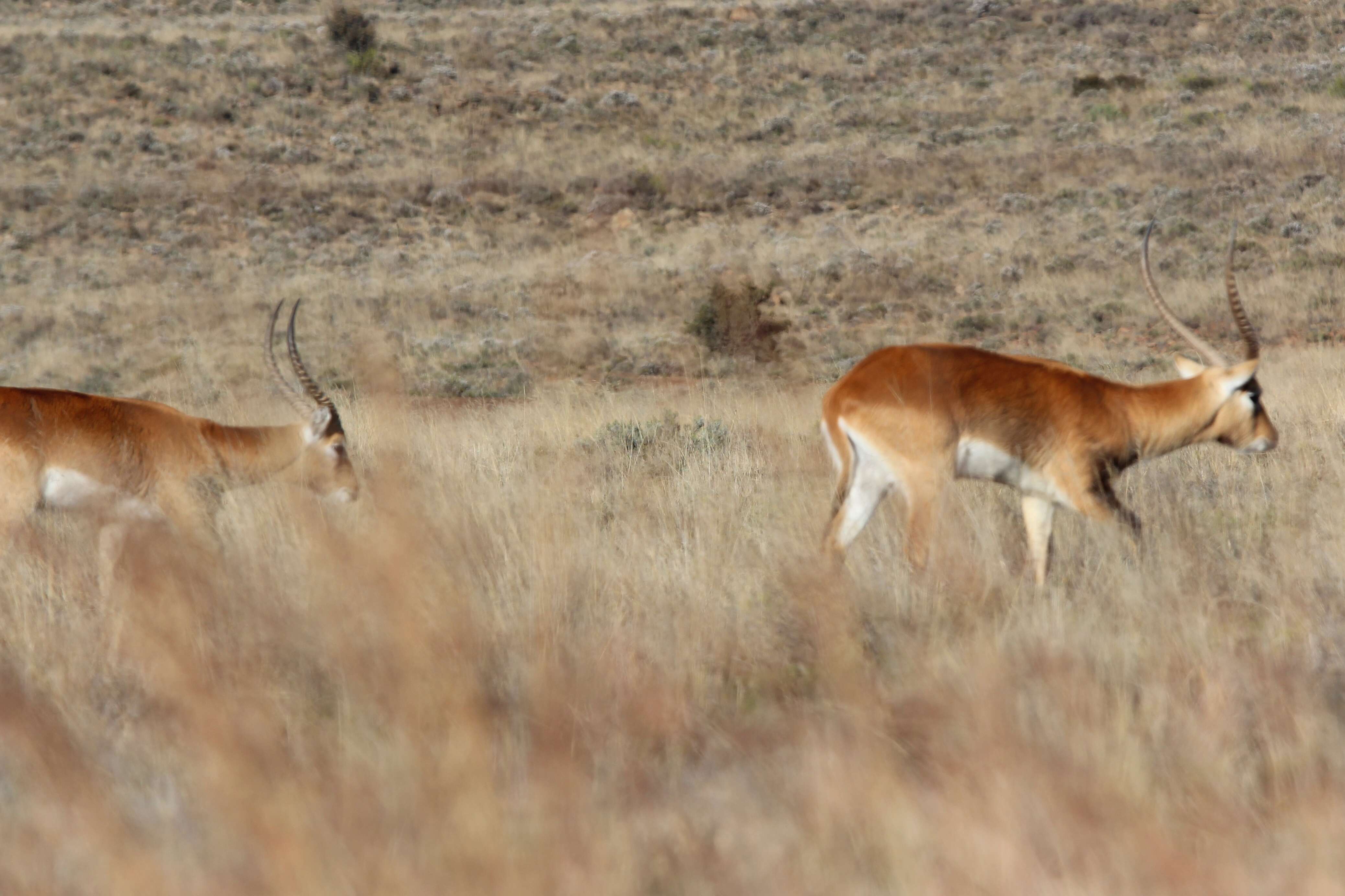 Image of Lechwe -- Southern Lechwe