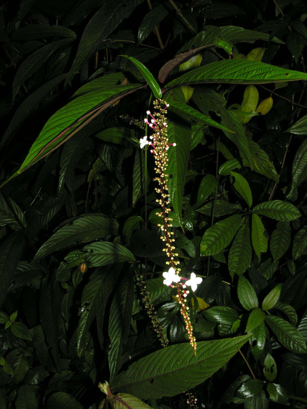 Image of Gonzalagunia brenesii Standl.