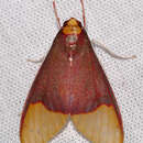 Evius albicoxae Schaus 1905 resmi