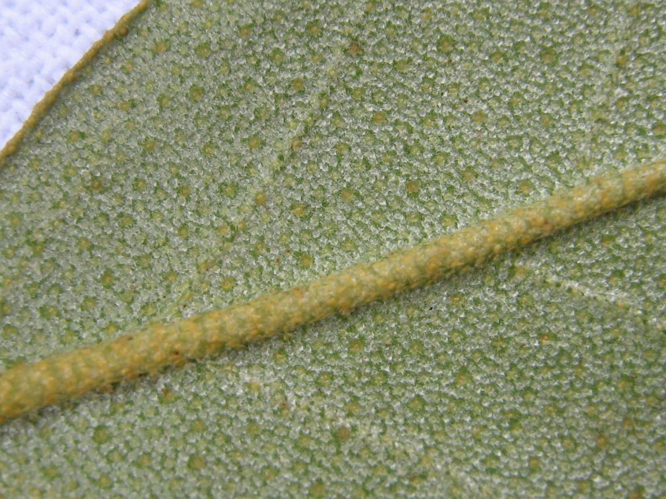 Image of Croton sellowii Baill.