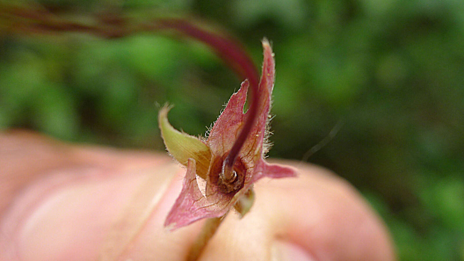 Image of Periandra coccinea (Schrad.) Benth.