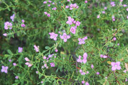 Image of Aniseed Boronia