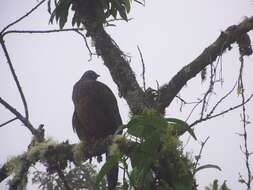 Image of Andean Guan