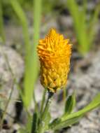 Sivun Polygala lutea L. kuva