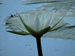 Image of Dotleaf waterlily