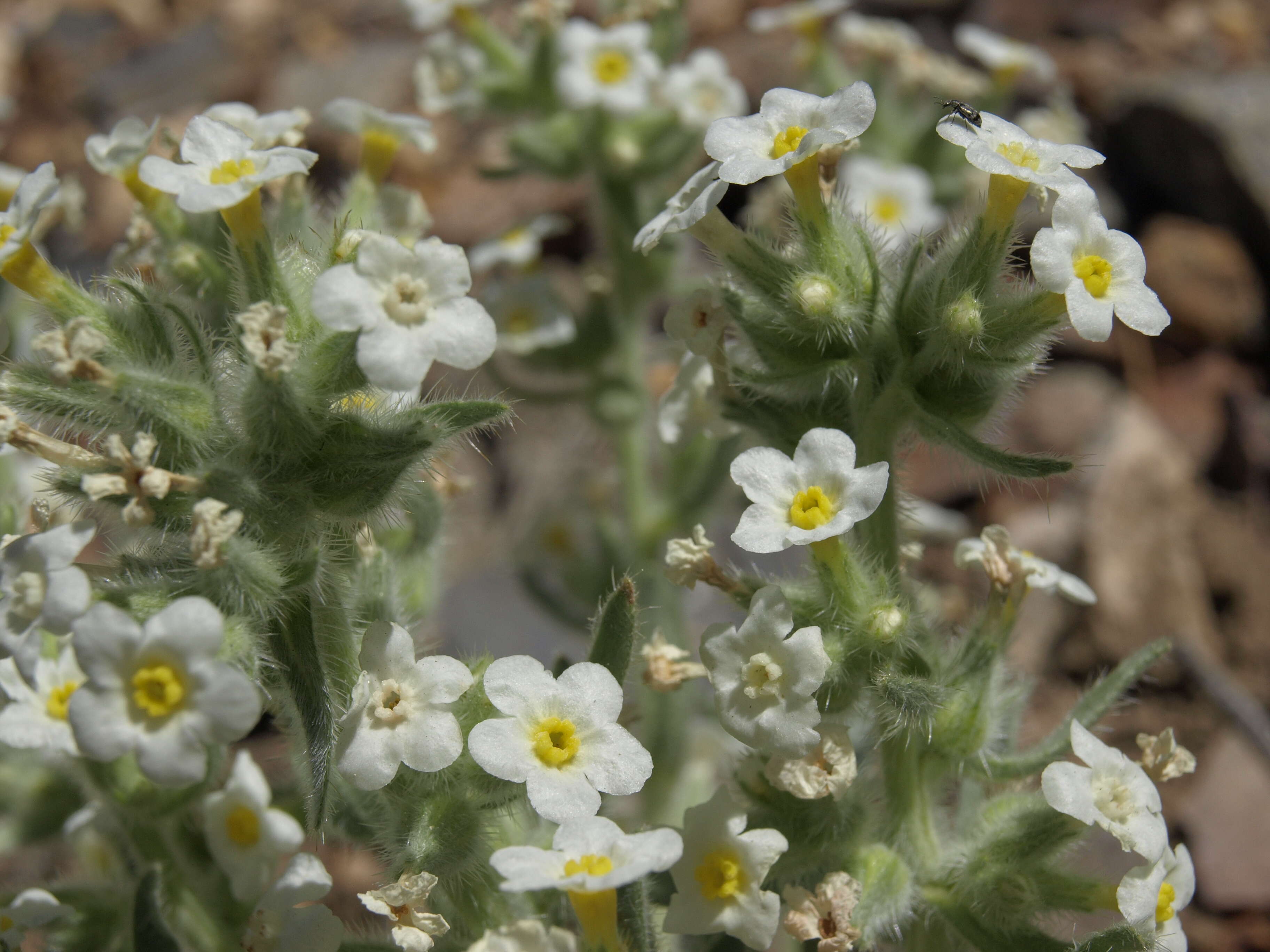 Plancia ëd Oreocarya flavoculata A. Nels.