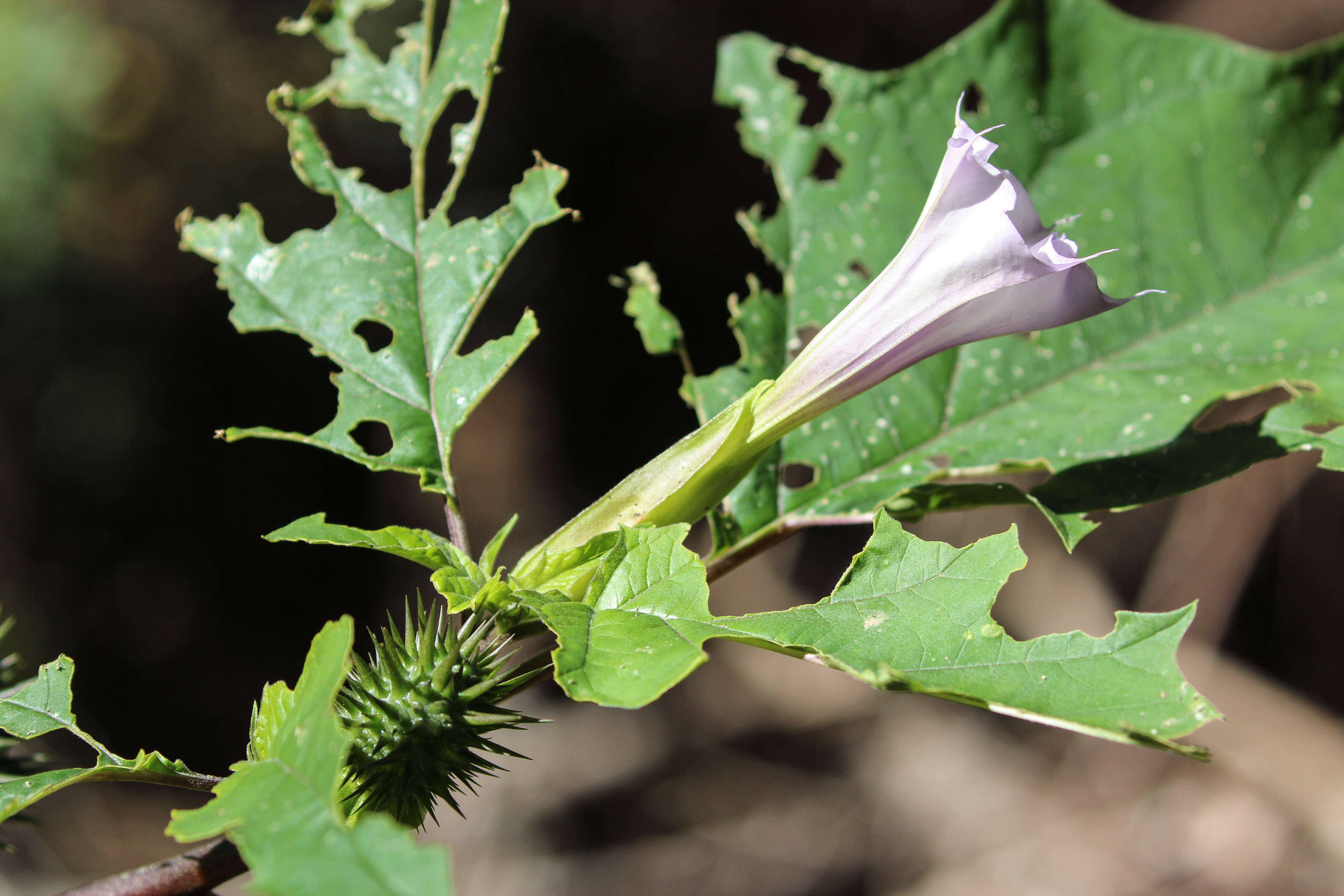 Image de Datura