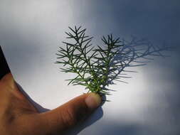 صورة Cryptomeria