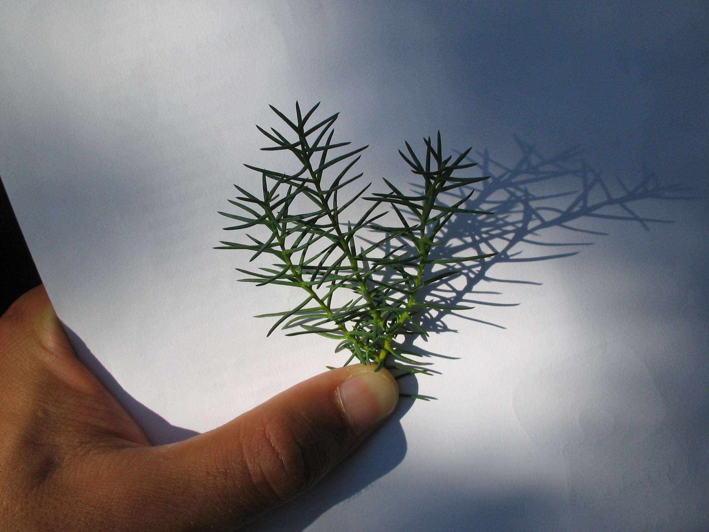 Image de Cryptomeria